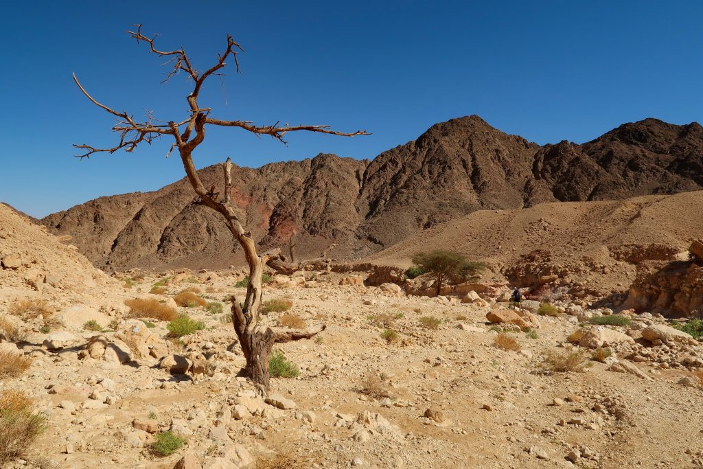 Osamělý strom v poušti Negev na Israel National Trail